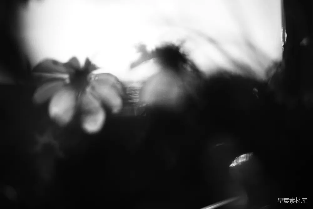 高清摄影  模糊的花朵剪影映在明亮的光线下