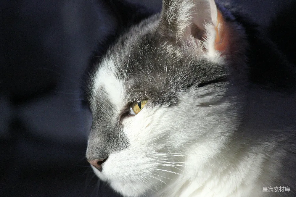高清摄影  一只黄色眼睛的猫的特写。