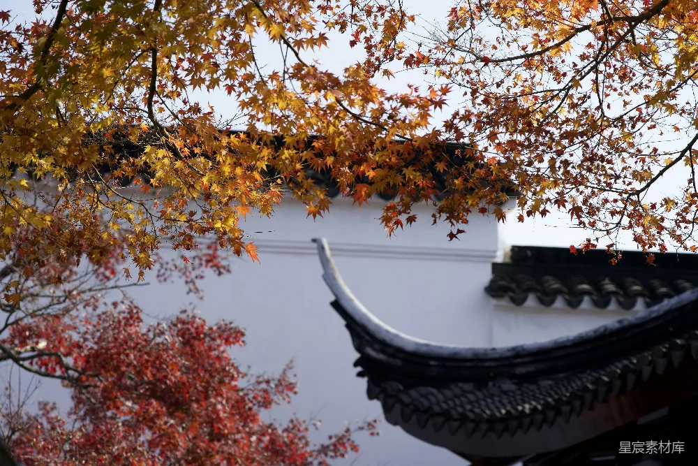 高清摄影  一座建筑物前面有一棵树。