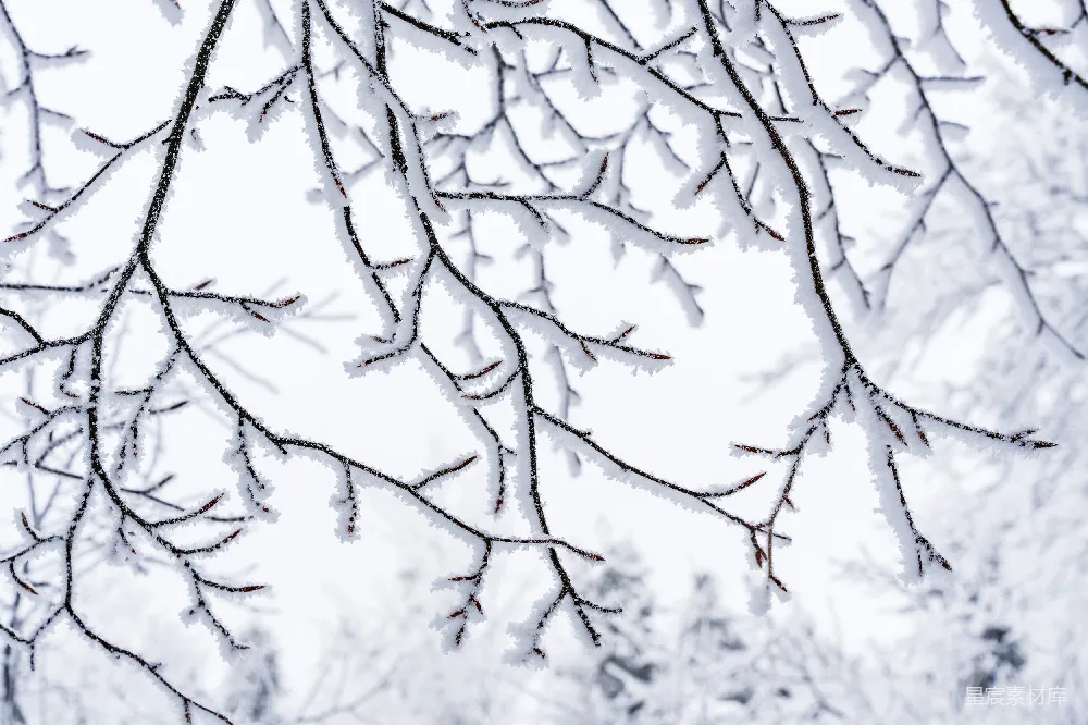 高清摄影  树上的树枝覆盖着雪。