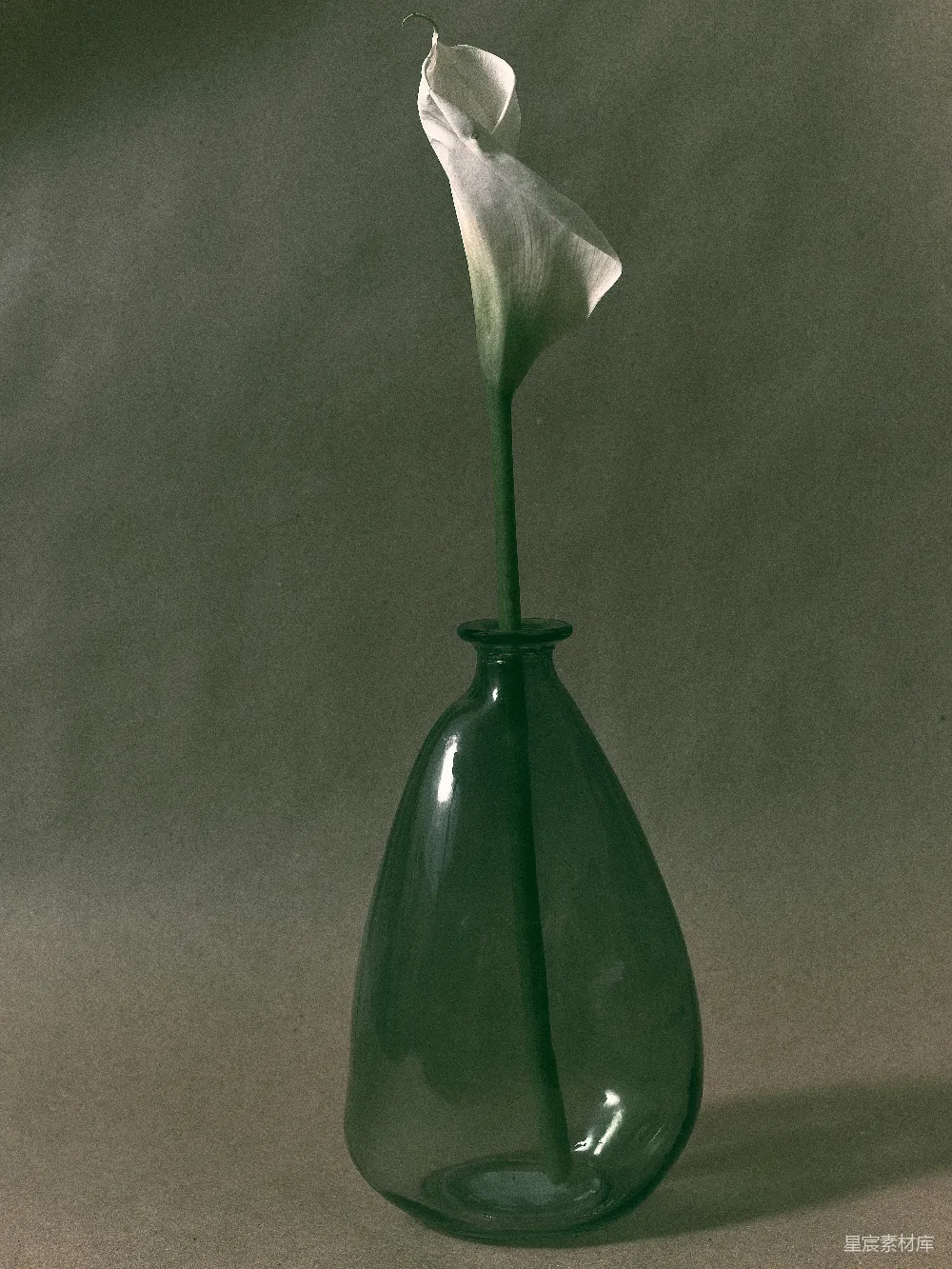 高清摄影  一束白色的水仙花放在黑色的花瓶中。