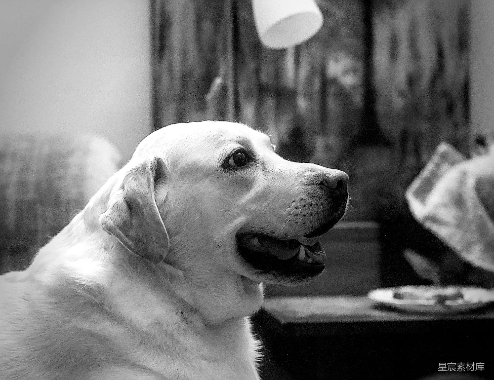 高清摄影  一只拉布拉多犬侧身看去，黑白相间。