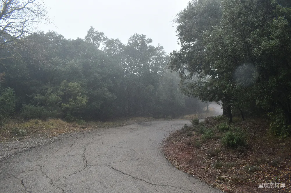 高清摄影  一条雾蒙蒙的小路穿过一片树林