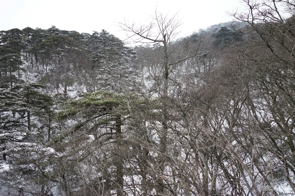 高清摄影  白雪覆盖的森林覆盖了山坡。