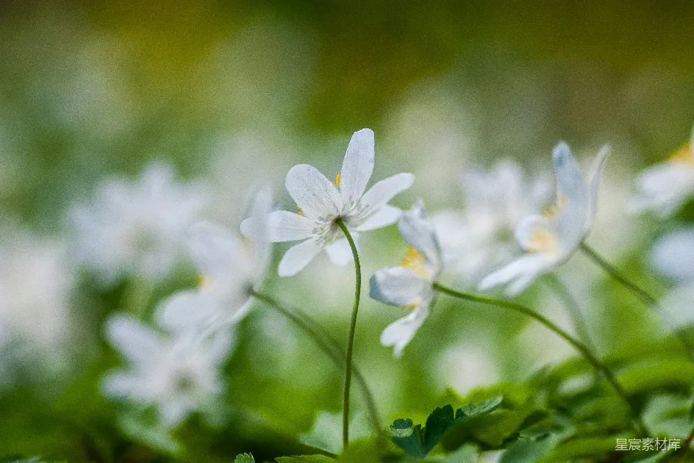 高清摄影  白花瓣的花