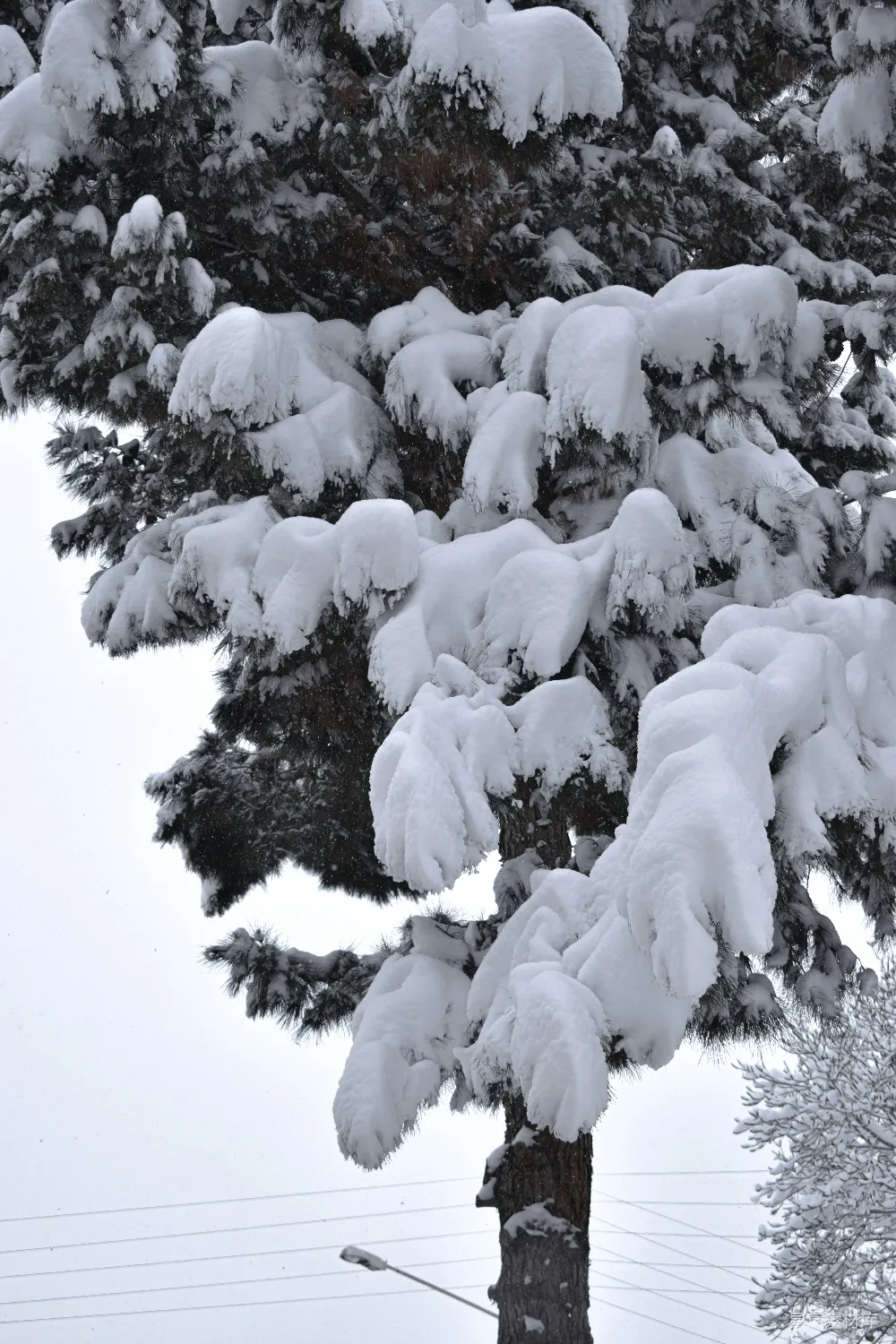 高清摄影  一棵积满雪的树矗立在电线杆旁边。