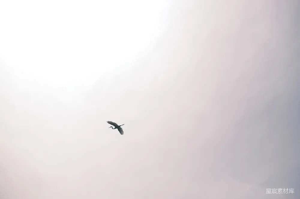 高清摄影  一只鸟在空中翱翔。
