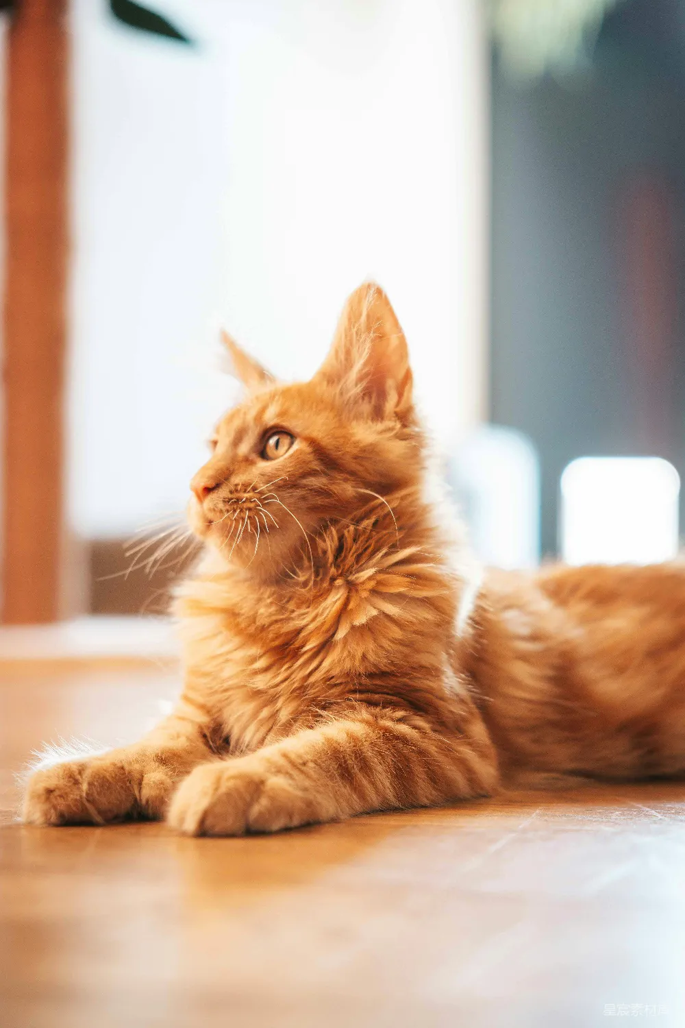 高清摄影  一只橙色虎斑小猫躺在木制地板上。