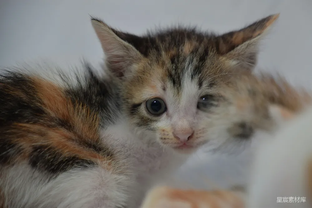 高清摄影  棕色、白色和黑色的小猫