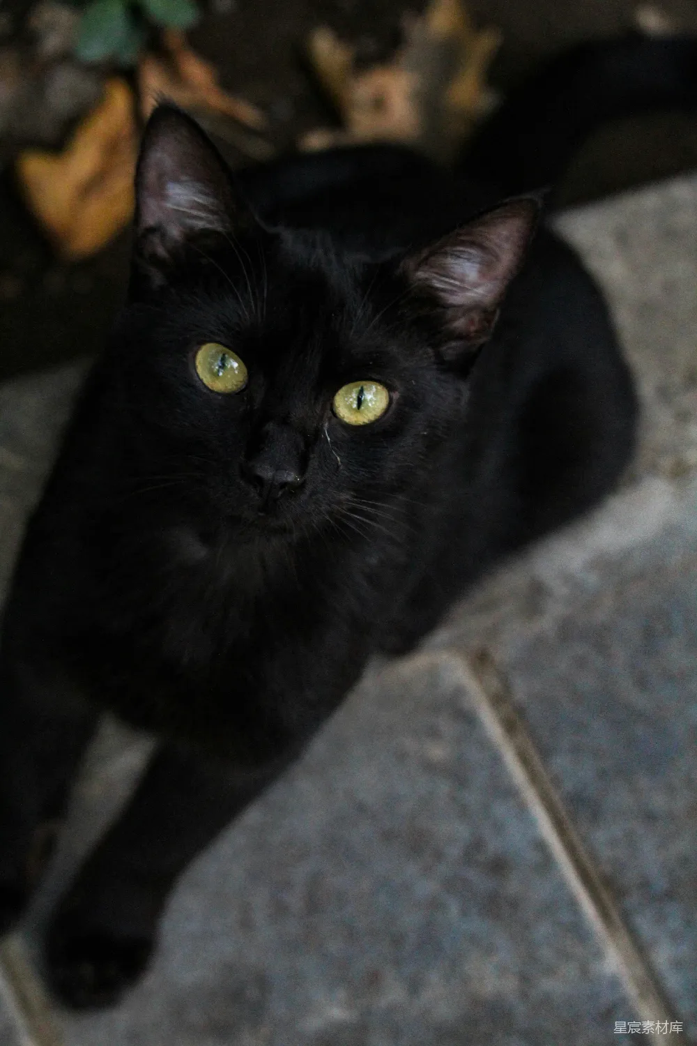 高清摄影  黑猫在灰色混凝土地板上