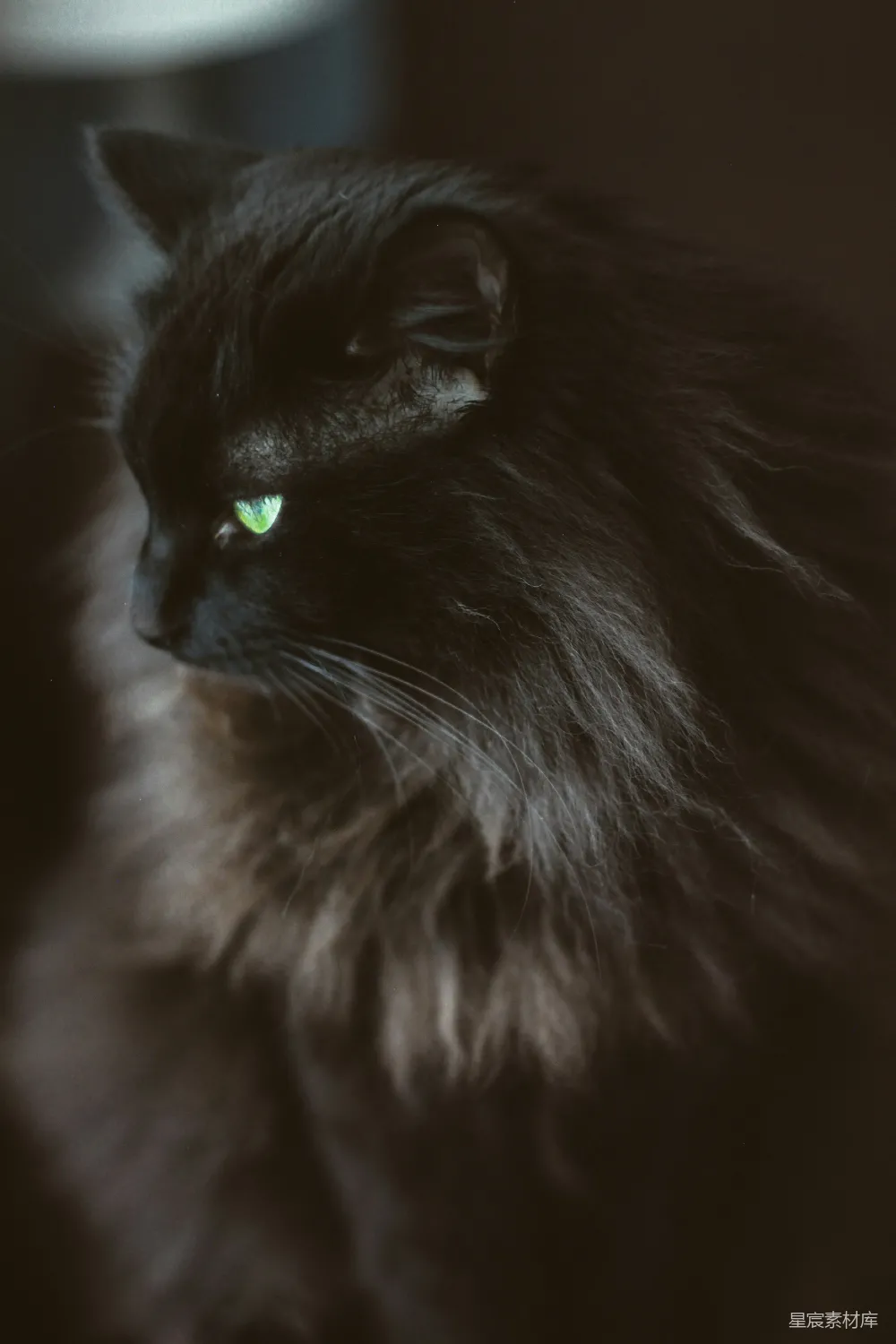 高清摄影  黑毛长毛猫的特写摄影