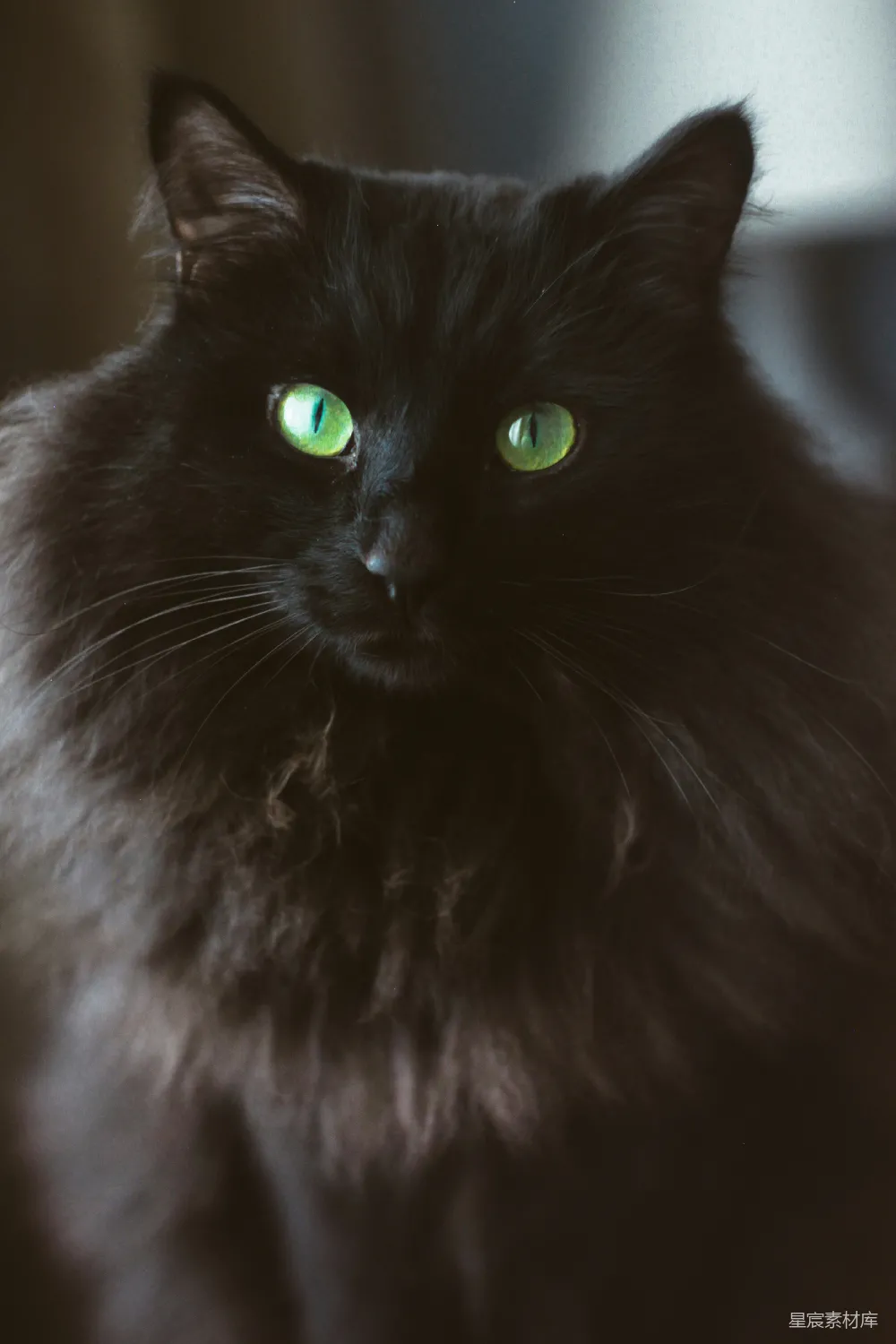 高清摄影  黑白长毛猫