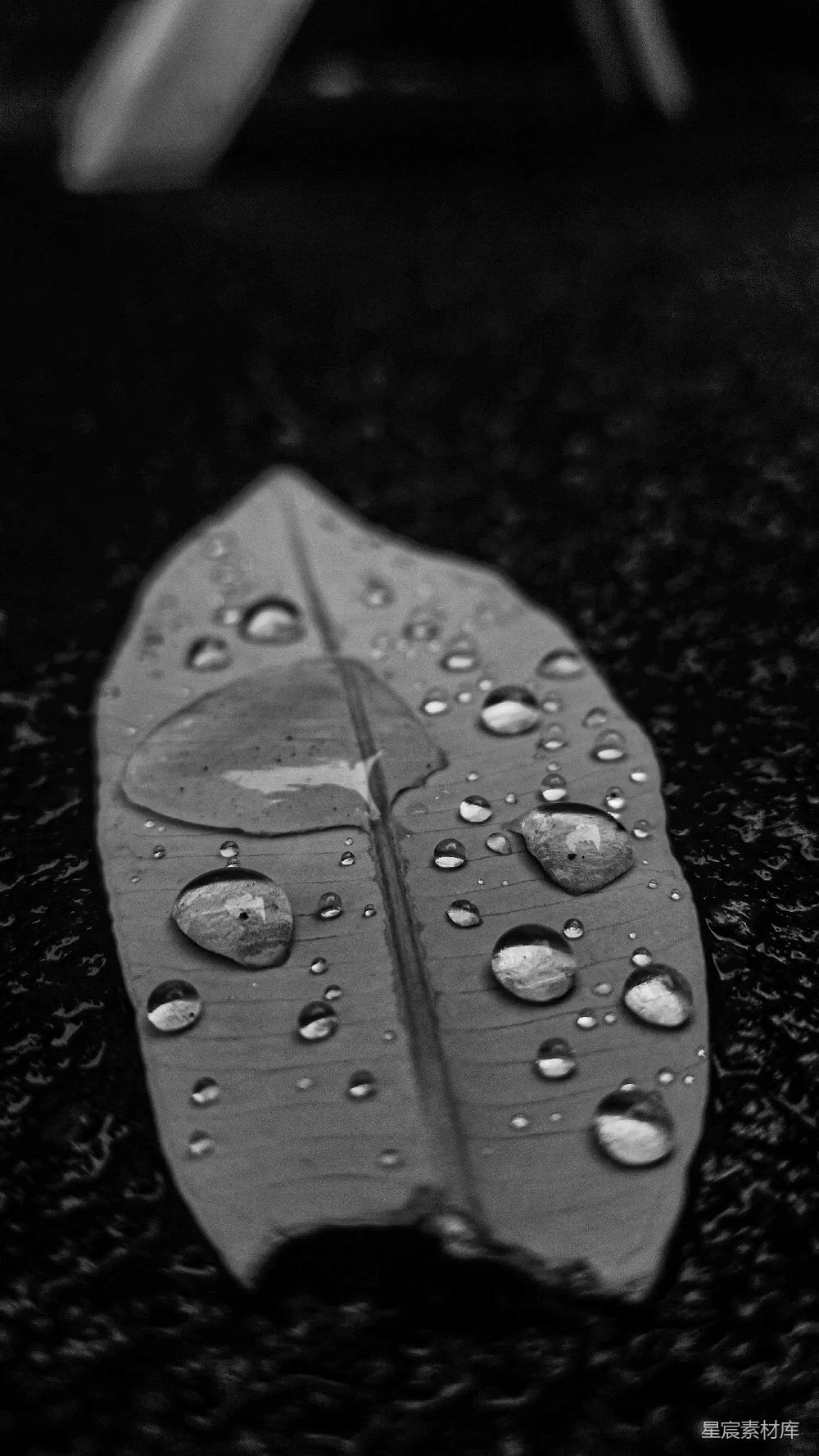 高清摄影  一株叶子上的水珠特写