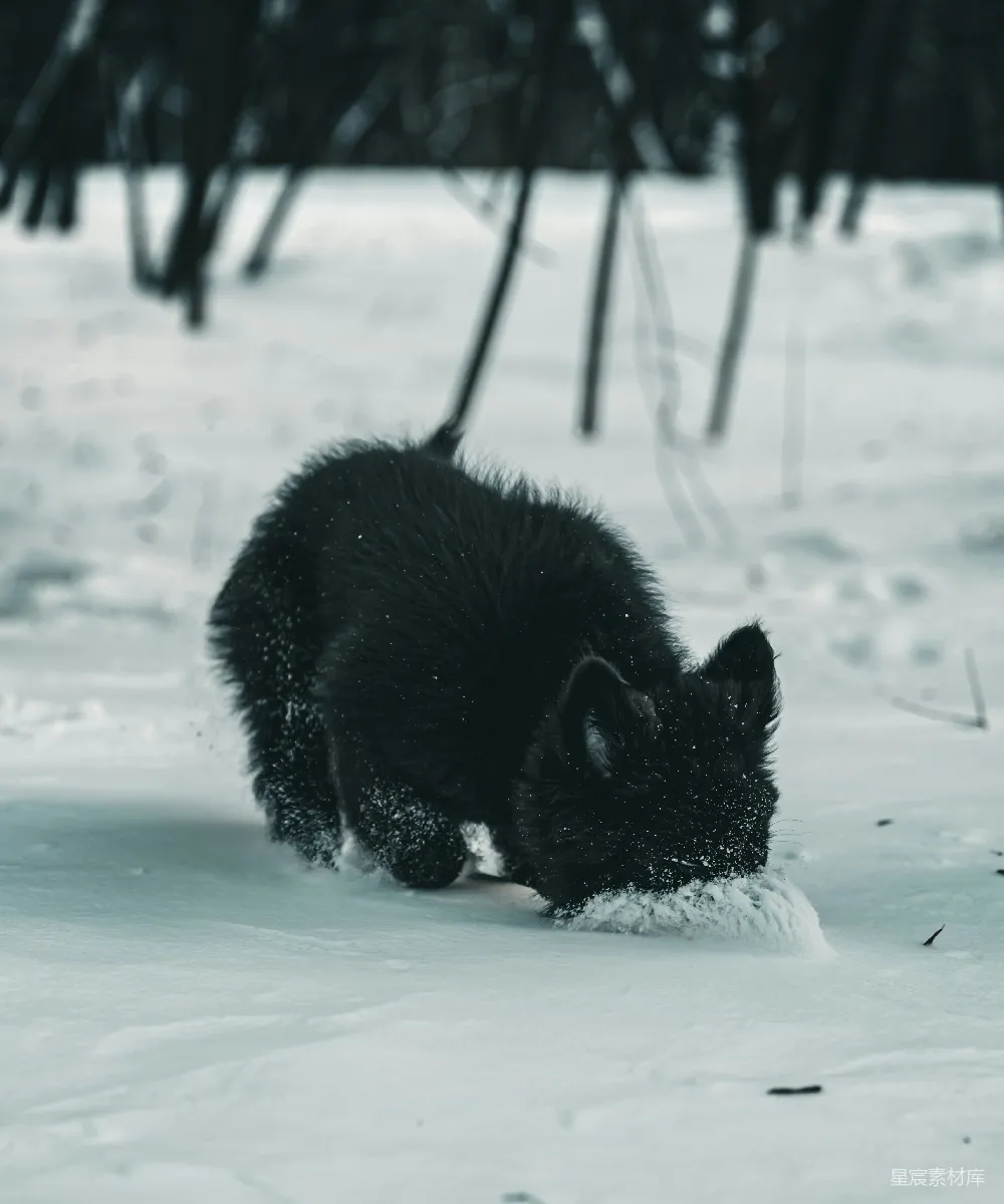高清摄影  一只黑猫在雪地里玩耍