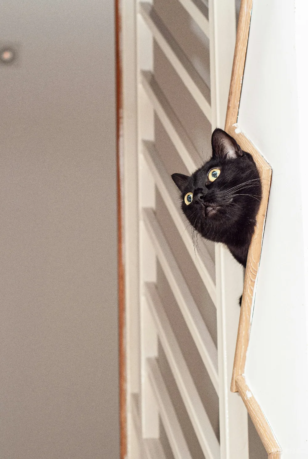 高清摄影  一只黑猫从墙后探出头来。