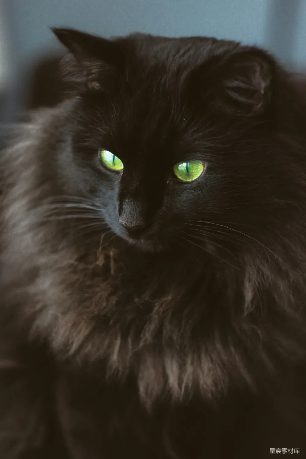 高清摄影  黑毛长毛猫的特写摄影