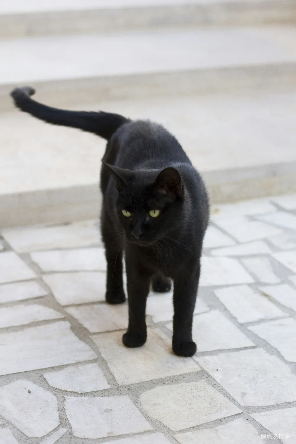 高清摄影  黑猫