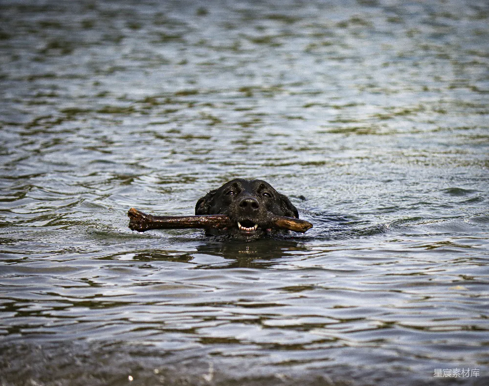 高清摄影  白天，黑色拉布拉多犬站在水里。