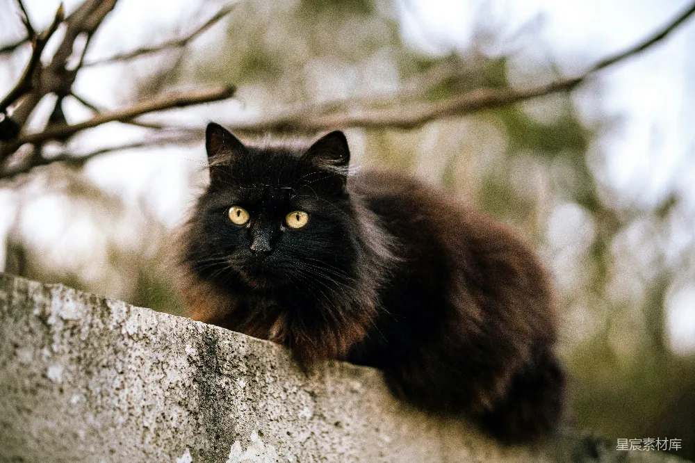 高清摄影  白天，一只黑棕色的猫站在灰色混凝土墙上。