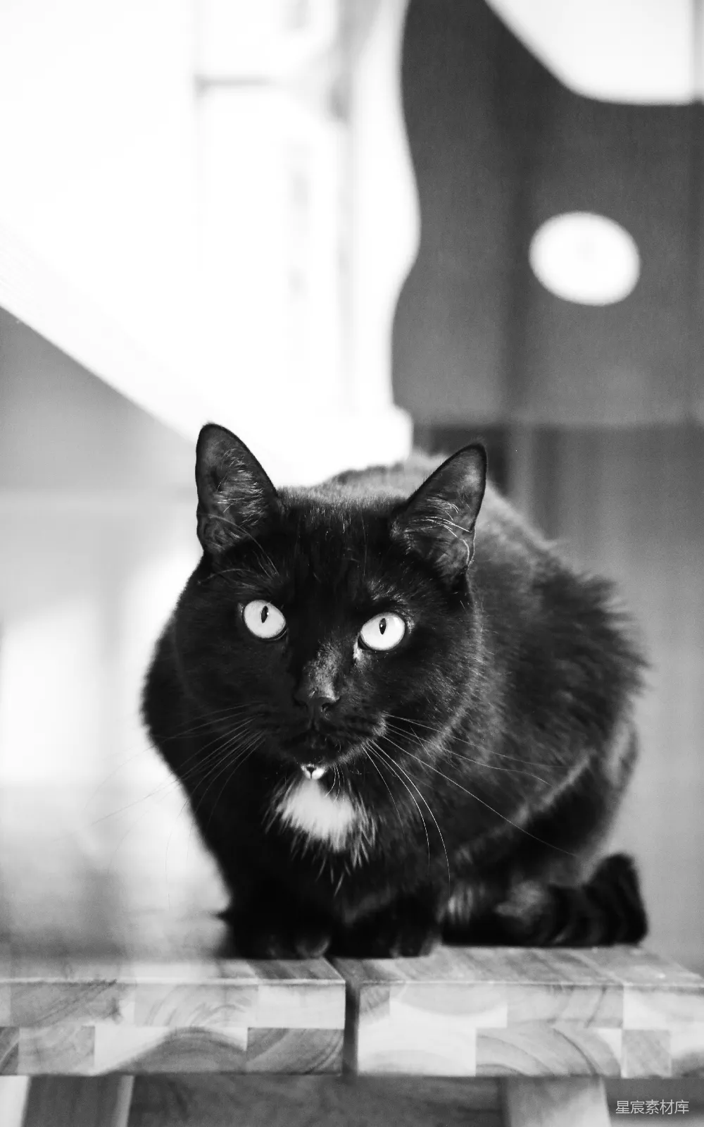 高清摄影  一只黑猫坐在木桌上。