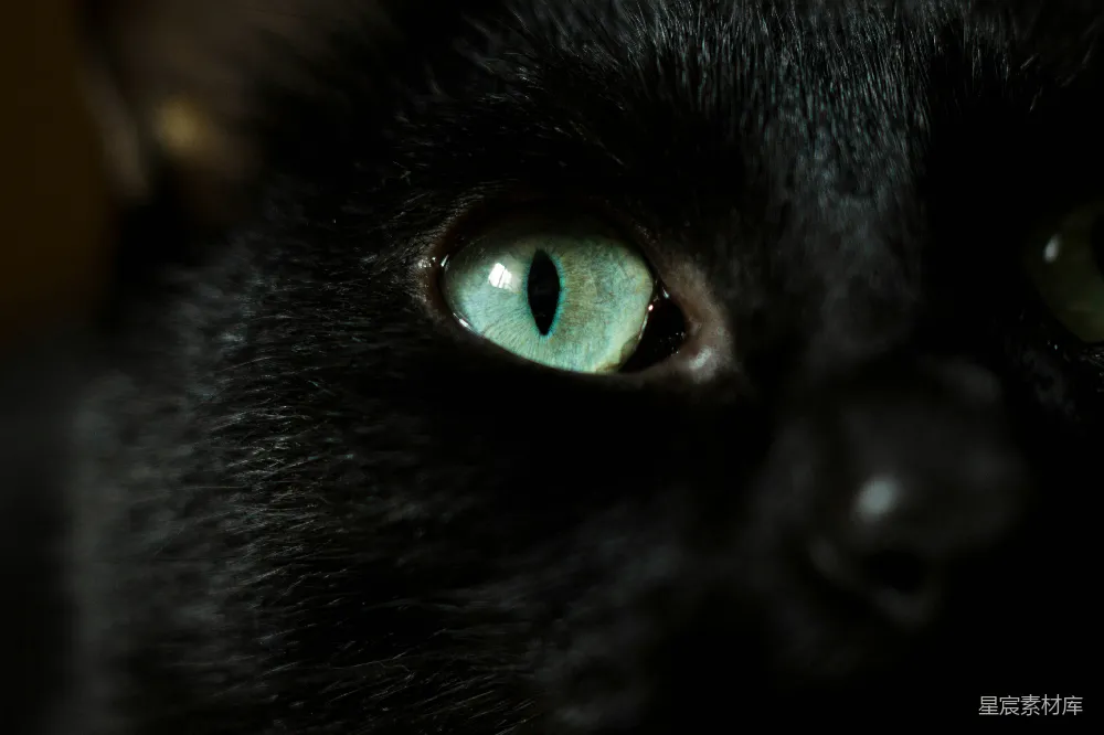 高清摄影  一只黑猫的特写，聚焦在它绿色的眼睛上。