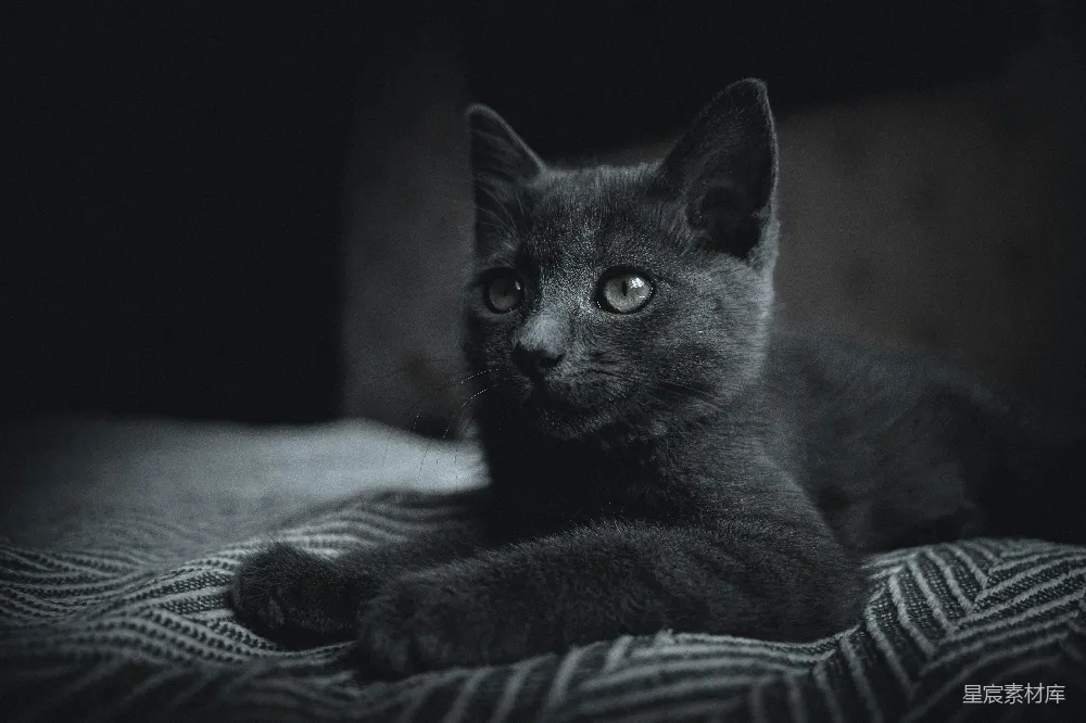 高清摄影  黑猫图案的白底黑条纹布料