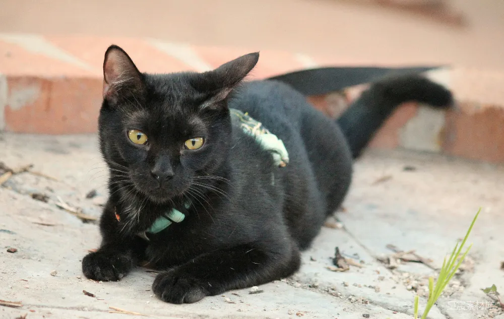 高清摄影  一只戴着绿色项圈的黑猫在地上躺着。