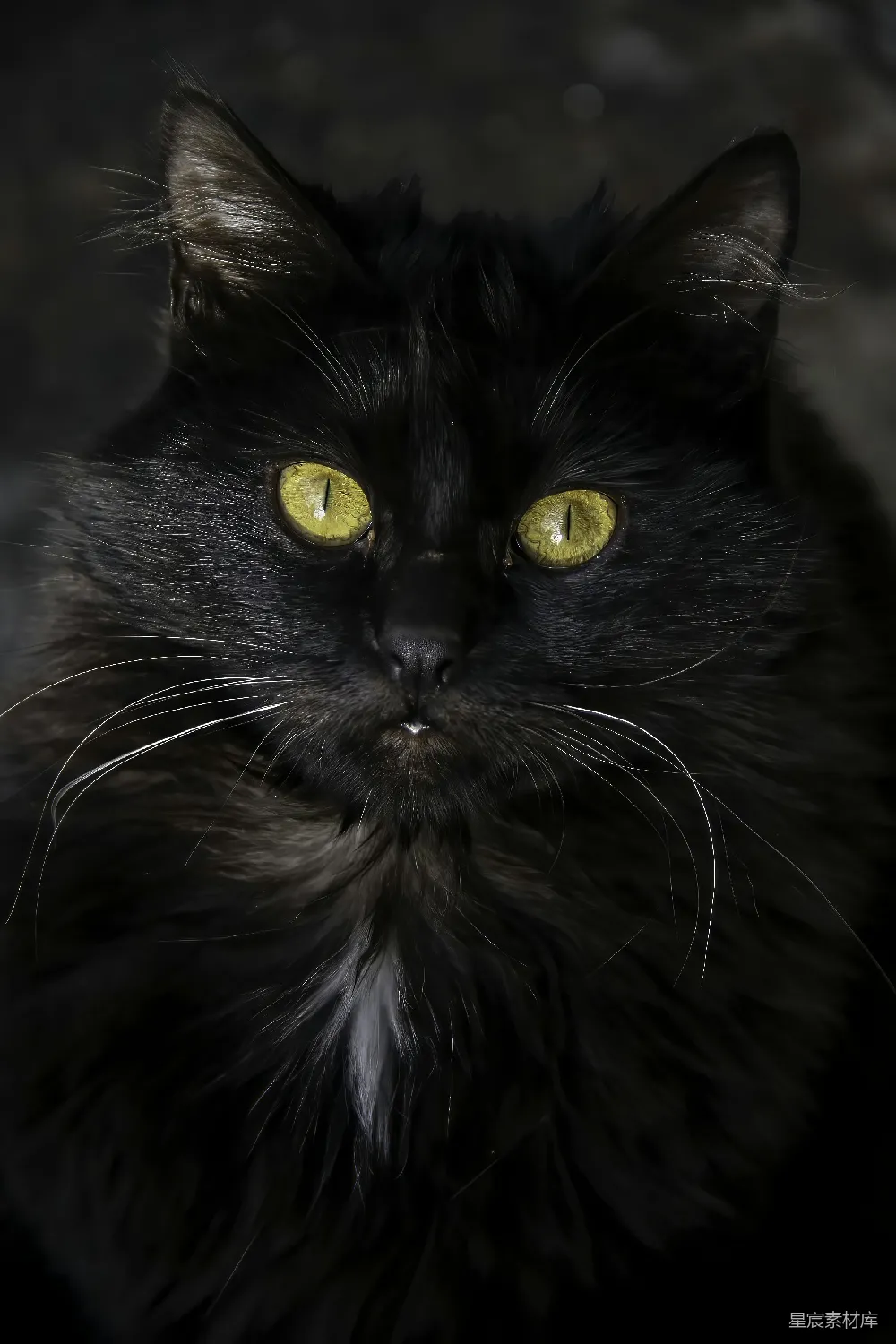 高清摄影 自然 一只黑猫，眼睛是黄色的