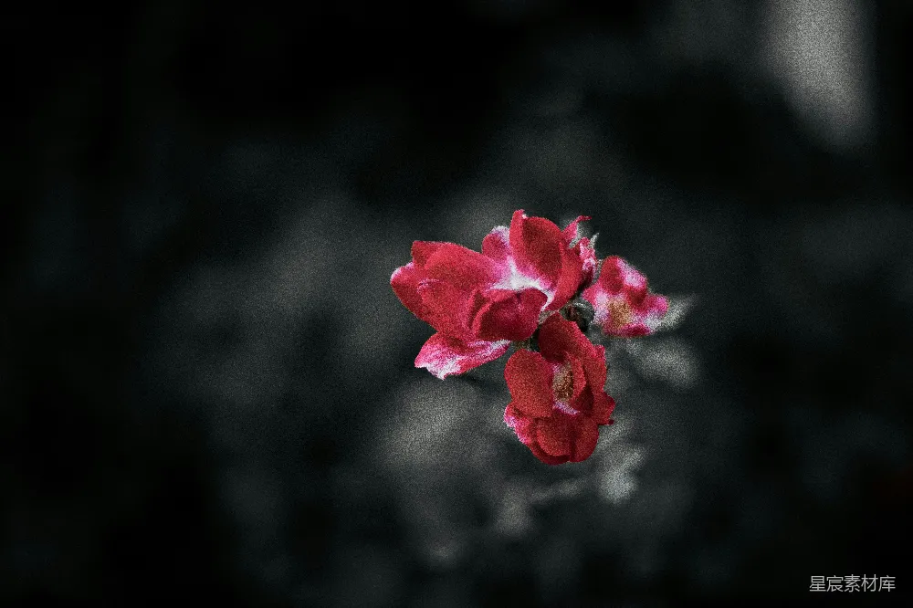 高清摄影  一朵花的特写