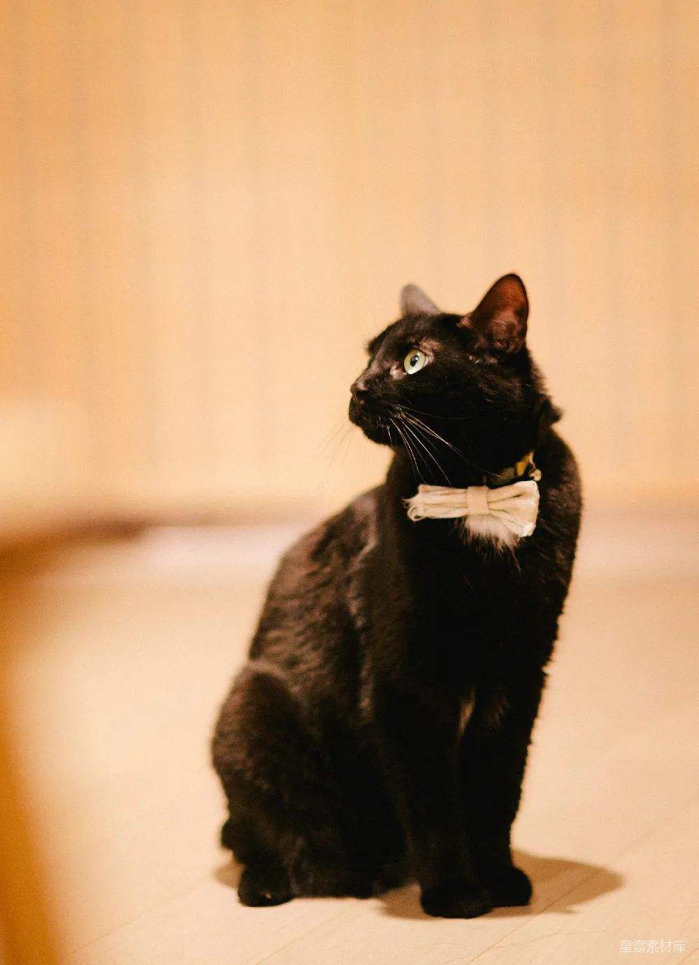 高清摄影  一只戴着白色领结的黑猫