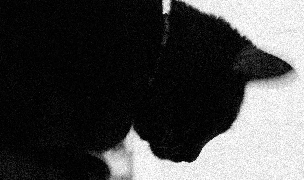 高清摄影  一只黑猫坐在桌子的上面。