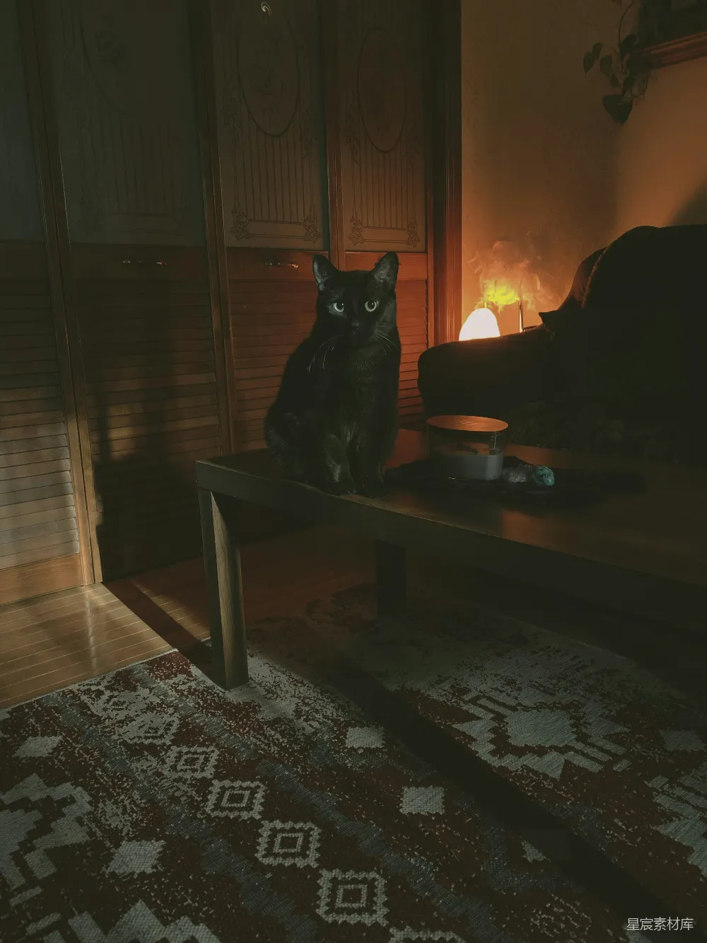 高清摄影  黑猫在棕色木桌上