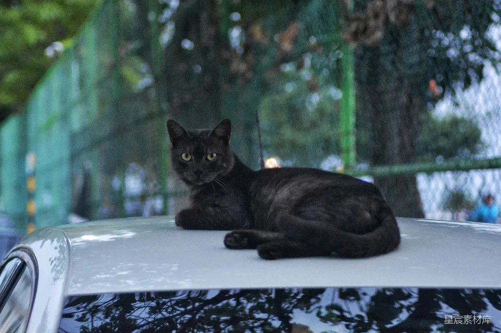 高清摄影  一只黑猫坐在汽车顶部