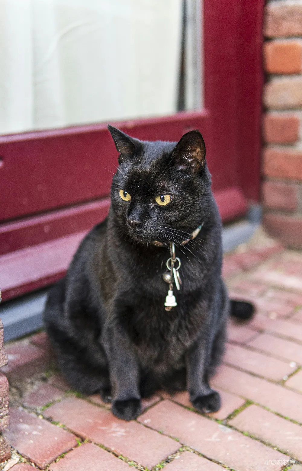 高清摄影  一只黑猫坐在一扇红门前。