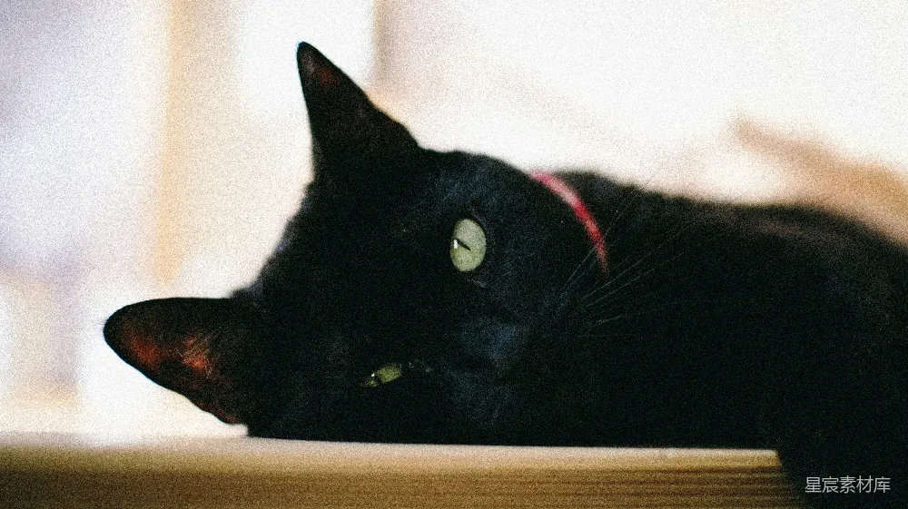 高清摄影  一只悠闲的黑猫，绿眼睛。