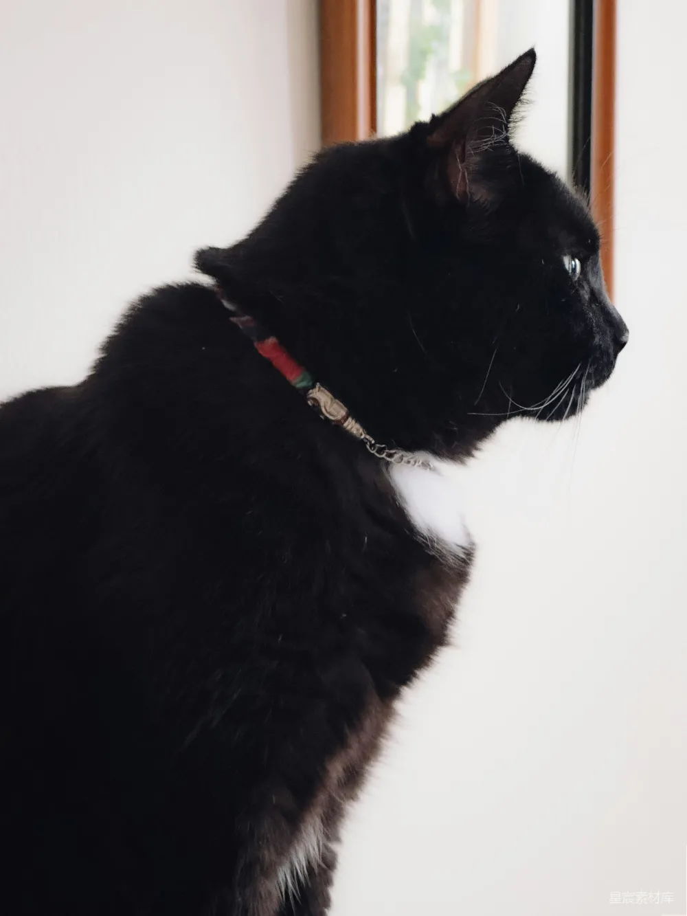 高清摄影  一只胸口是白色的黑猫坐在室内。