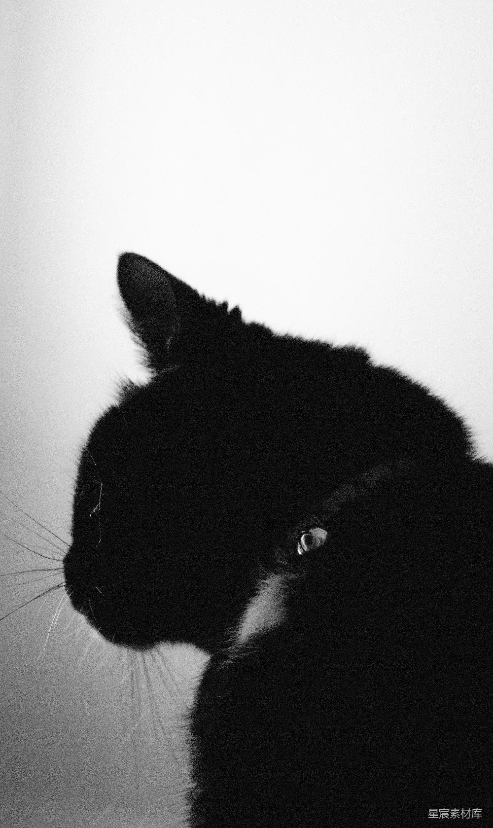 高清摄影  一只黑猫的特写，背景为白色。