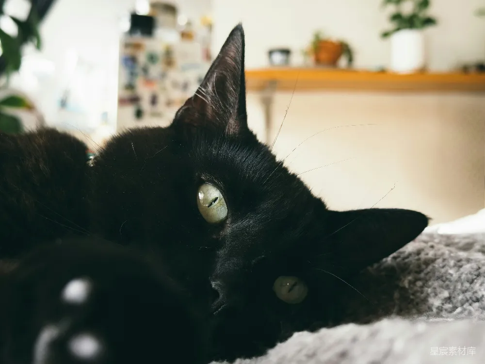 高清摄影  一只黑色的猫在室内的柔软毯子上休息。