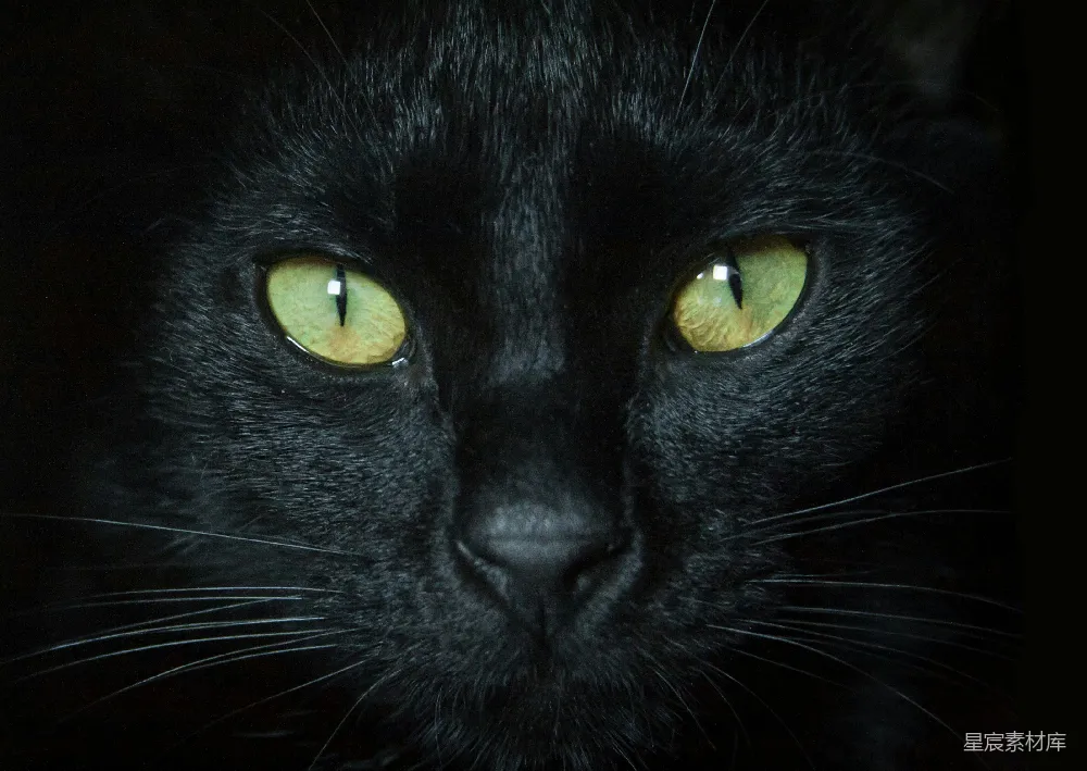 高清摄影  有黄色眼睛的黑猫