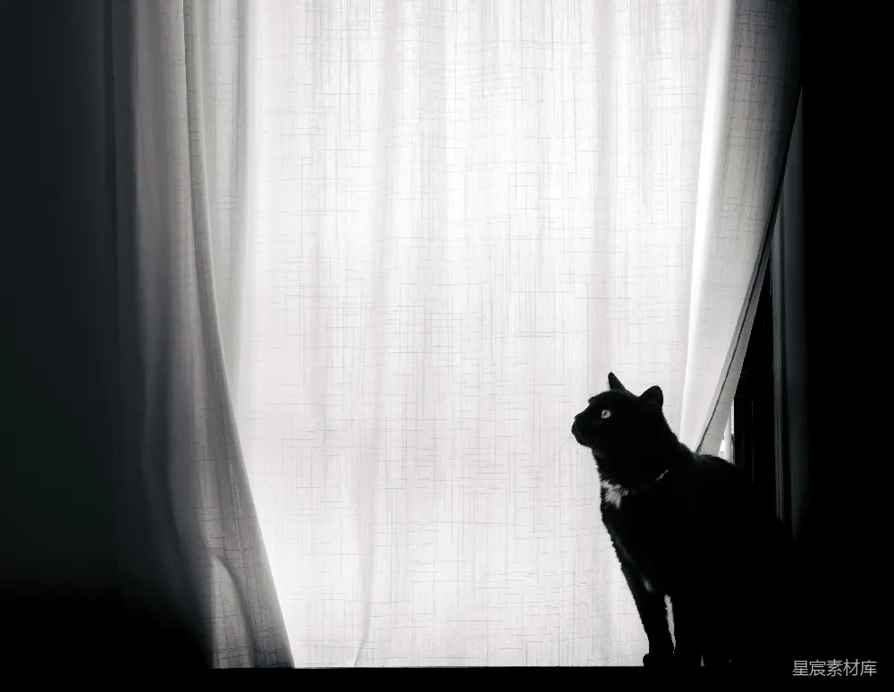 高清摄影  黑猫在明亮的窗户前剪影