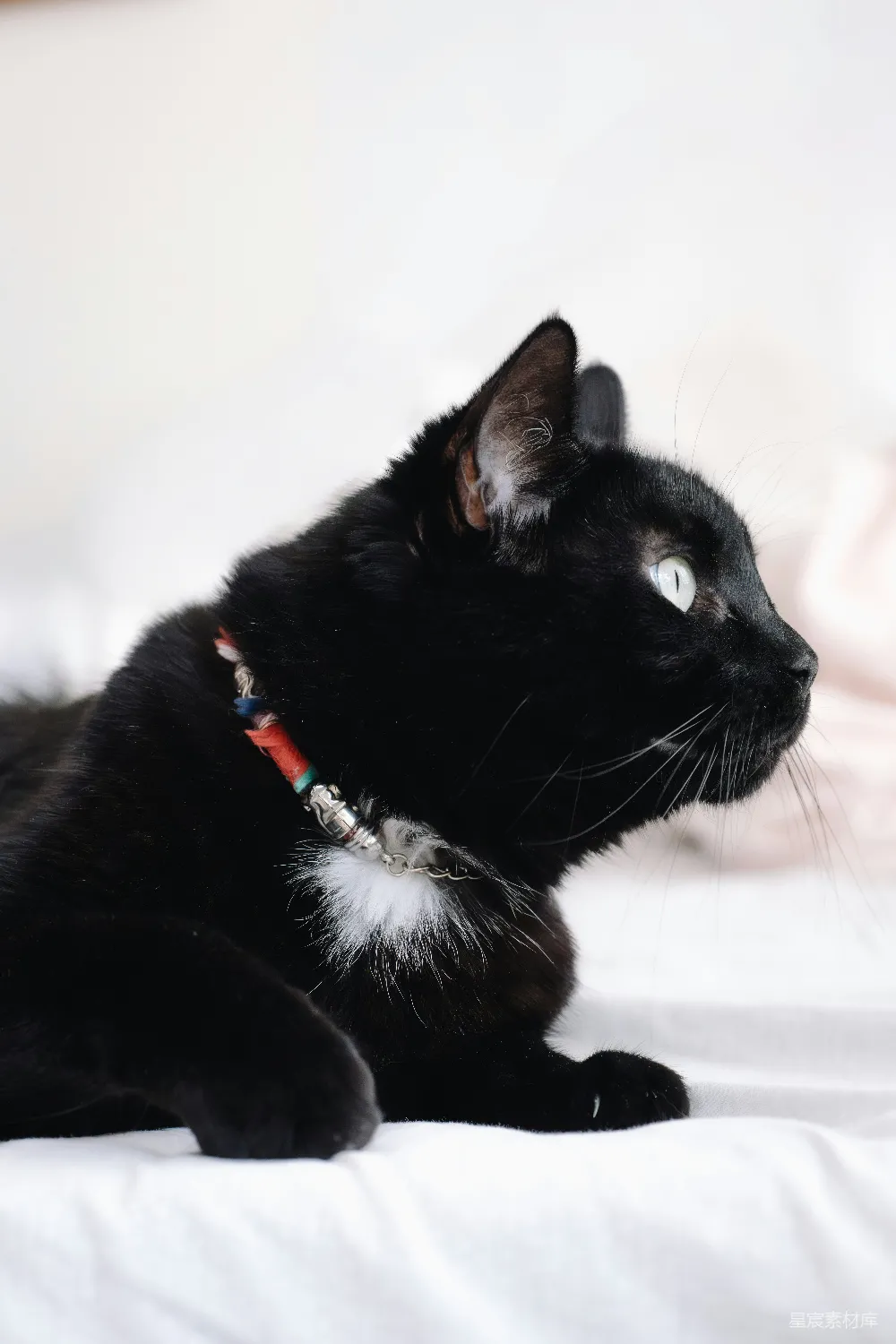 高清摄影  一只戴着五彩项圈的黑猫趴下了。