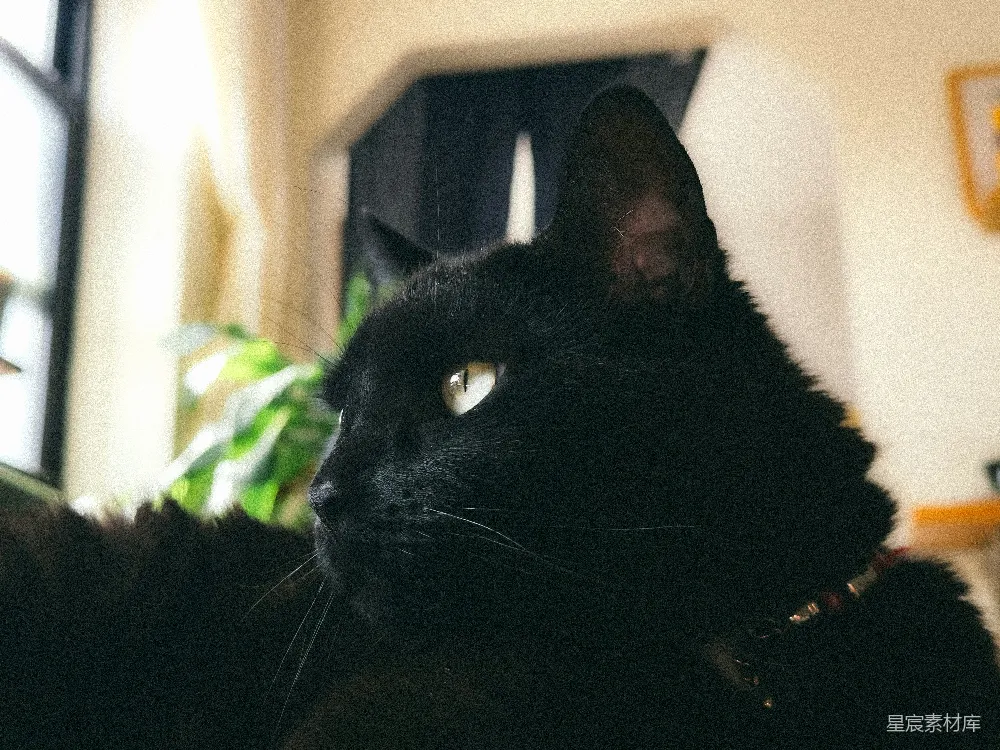 高清摄影  一只绿眼睛的黑猫向前看。