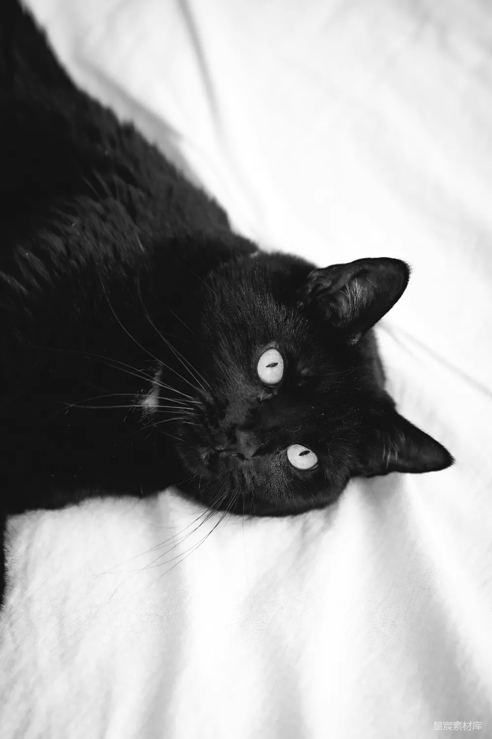 高清摄影  一只白眼睛的黑猫在白色毯子上