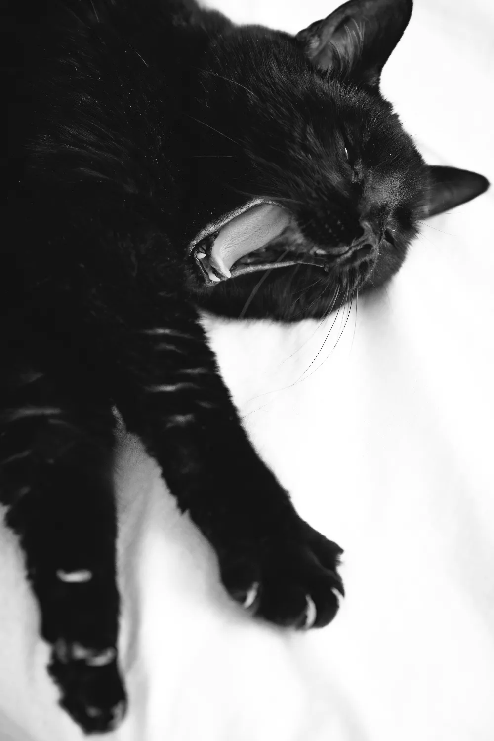 高清摄影  一只黑猫在白色表面上张大嘴巴打哈欠。