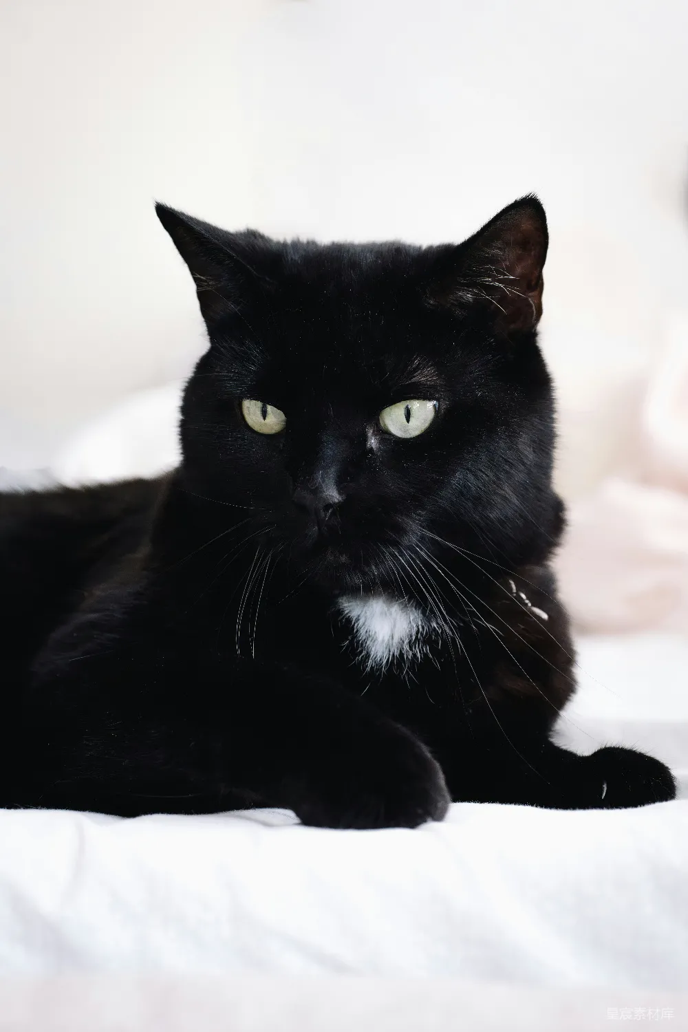 高清摄影  一只绿眼睛的黑猫躺在白色的被单上。
