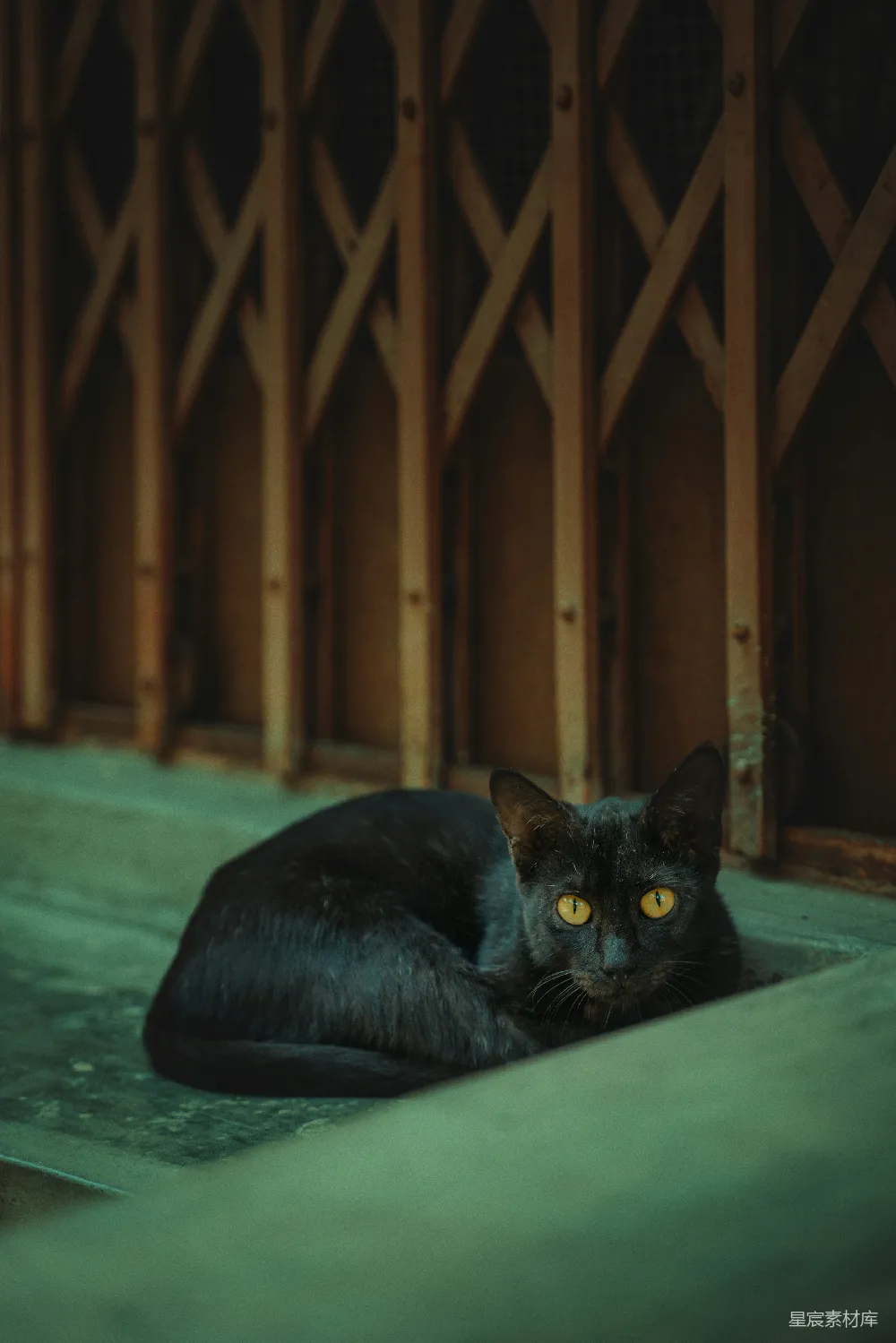 高清摄影  一只黑猫躺在地上。