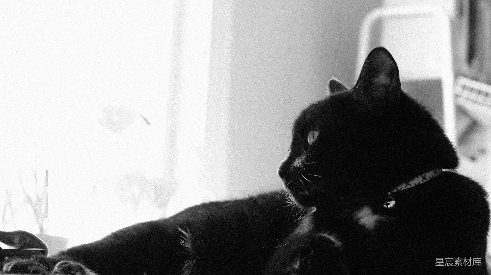 高清摄影  一只黑猫在明亮的光线下放松。