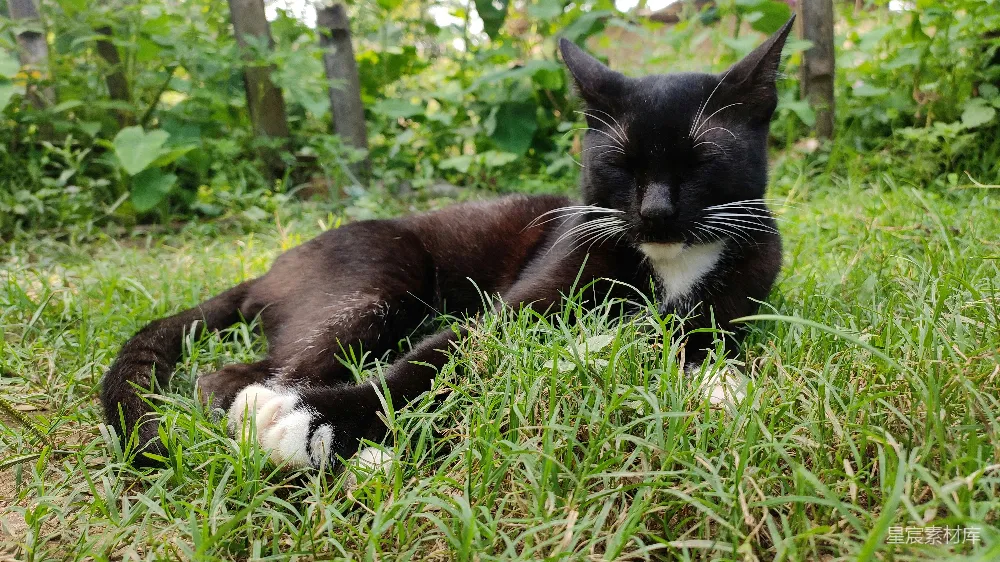 高清摄影  一只猫躺在草地上。