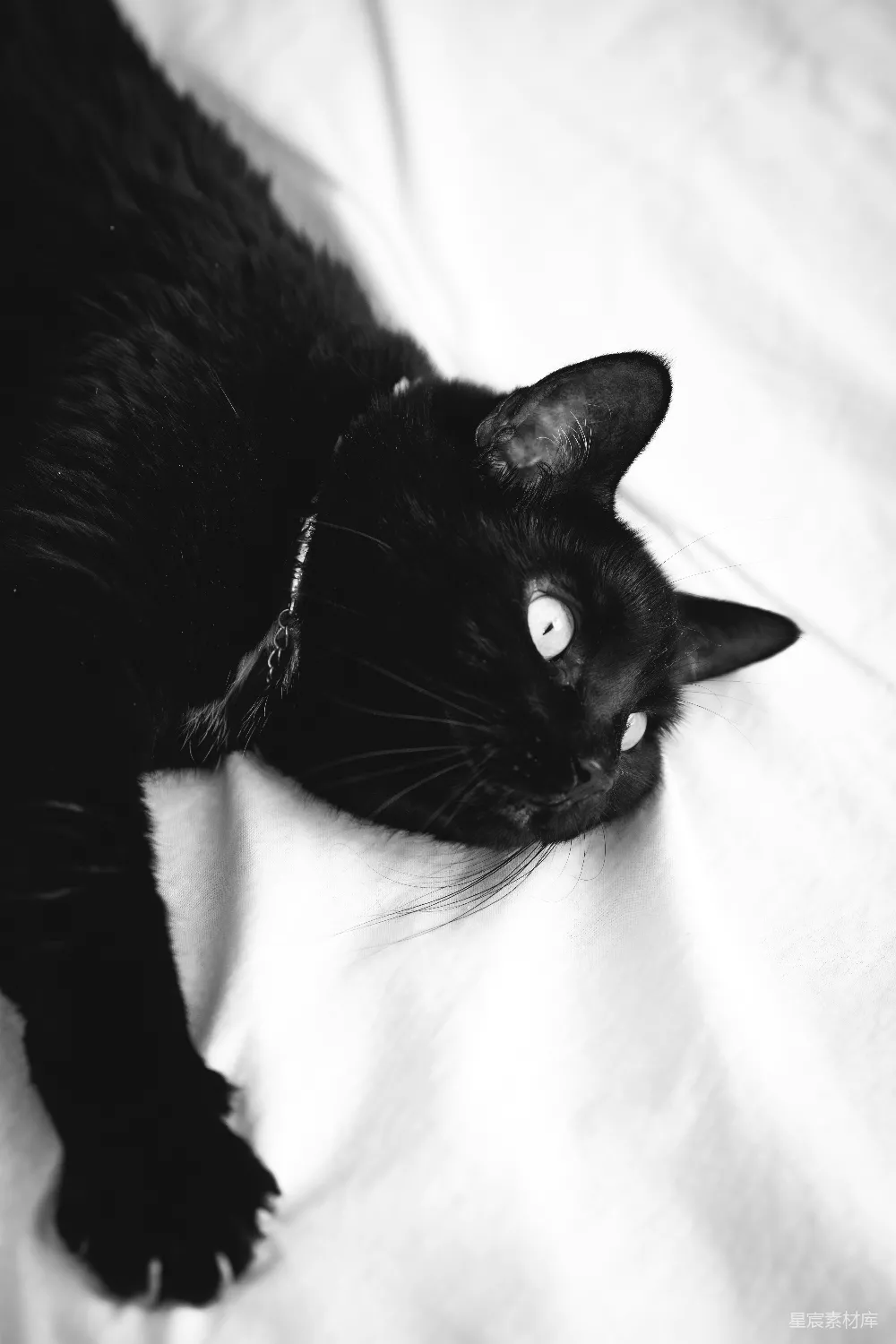 高清摄影  一只眼睛是白色的黑猫躺在白色的布料上。