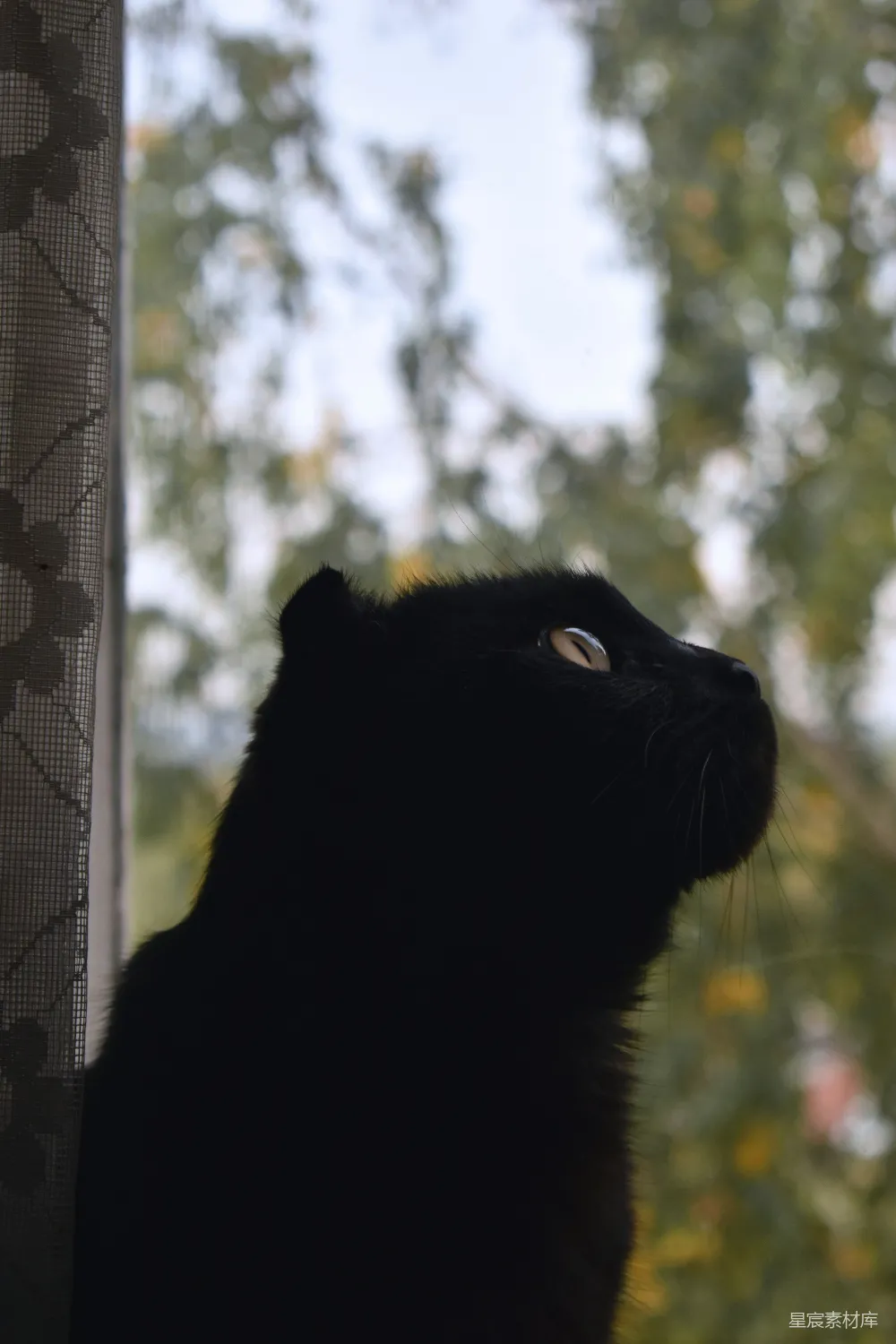 高清摄影  一只猫的特写镜头，它正望着窗外。